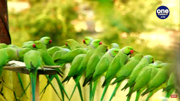 Sudarshan from Chennai feeds more than 4000 parrots daily Sudarshan from Chennai feeds more than 4000 parrots daily