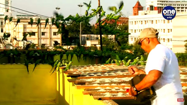 Sudarshan from Chennai feeds more than 4000 parrots daily Sudarshan from Chennai feeds more than 4000 parrots daily