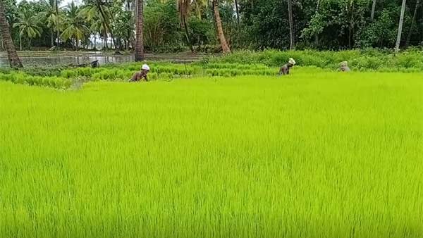 பாதிப்பு