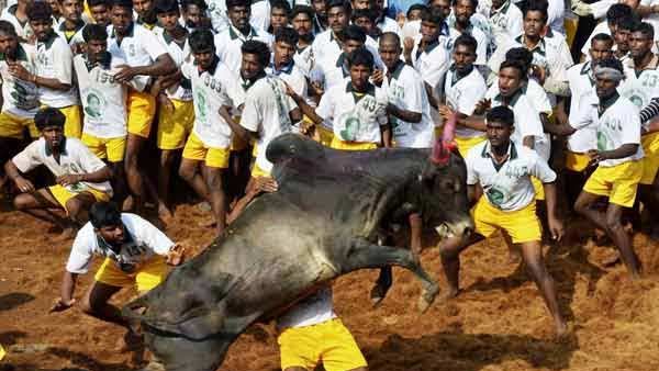 ஜல்லிக்கட்டு