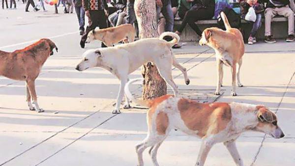 stray dogs bites 4 yrs old kid in thane stray dogs bites 4 yrs old kid in thane
