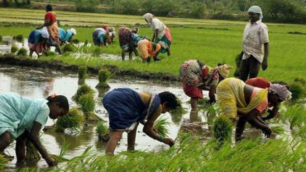பொன் ஏர் பூட்டிய விவசாயிகள்