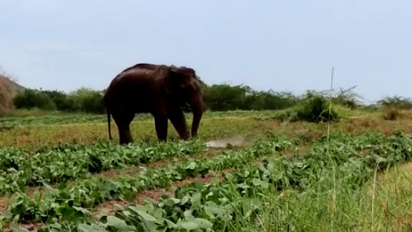 விறகு