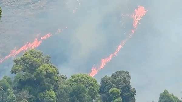 Sudden forest fire in Kodaikanal destroys many trees Sudden forest fire in Kodaikanal destroys many trees