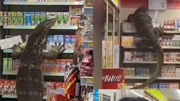 Giant monitor lizard goes shopping in Thailand and creates chaos inside a supermarket Giant monitor lizard goes shopping in Thailand and creates chaos inside a supermarket