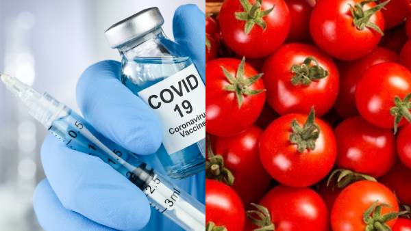 In trichy, If corona vaccinated 1 kg tomato is free In trichy, If corona vaccinated 1 kg tomato is free