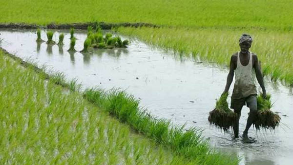 காய்கறி