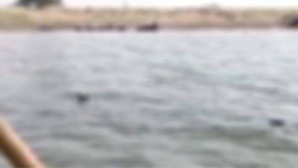 Dead bodies found floating in Ganga near Patnas Gulabi Ghat Dead bodies found floating in Ganga near Patnas Gulabi Ghat