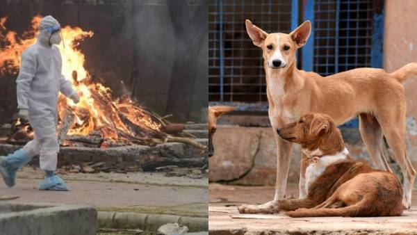 No dignity after death as Dogs eats half-burnt bodies of Covid patients in Odisha No dignity after death as Dogs eats half-burnt bodies of Covid patients in Odisha