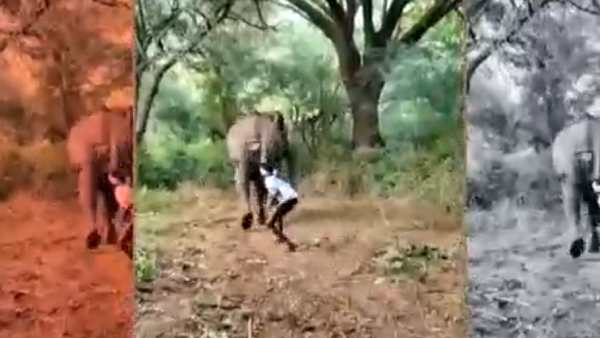 யானை படும்பாடு
