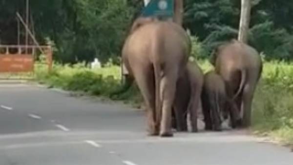 குட்டிகளுடன் யானைகள் குஷி