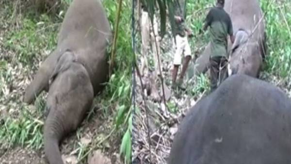 18 elephants mysteriously found dead in Assam 18 elephants mysteriously found dead in Assam