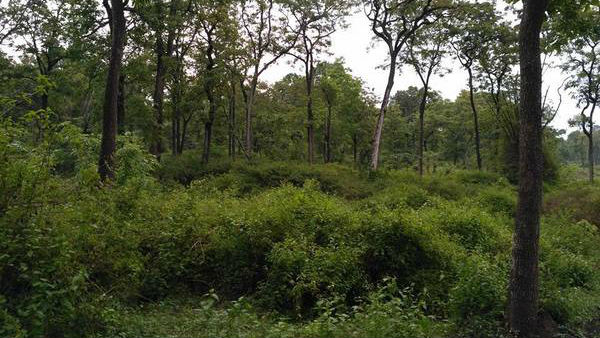 Coronavirus spreading inside forest area of Sathyamangalam in Tamilnadu Coronavirus spreading inside forest area of Sathyamangalam in Tamilnadu