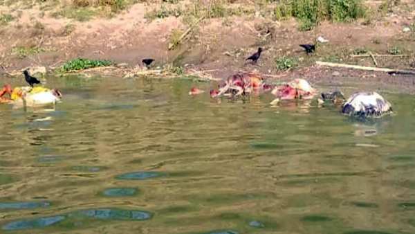 யமுனையில் சடலங்கள்