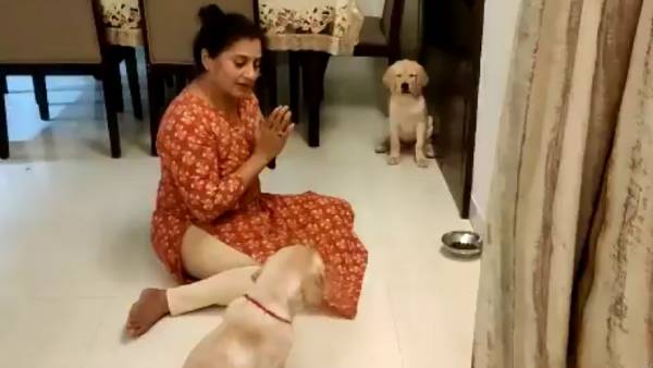 சமத்து நாய்கள்