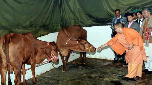 Yogi Adityanath : Help desks for cows in every Uttar Pradesh district Yogi Adityanath : Help desks for cows in every Uttar Pradesh district