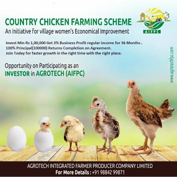 Agrotech company Chicken farming will give sustainable income in villages Agrotech company Chicken farming will give sustainable income in villages