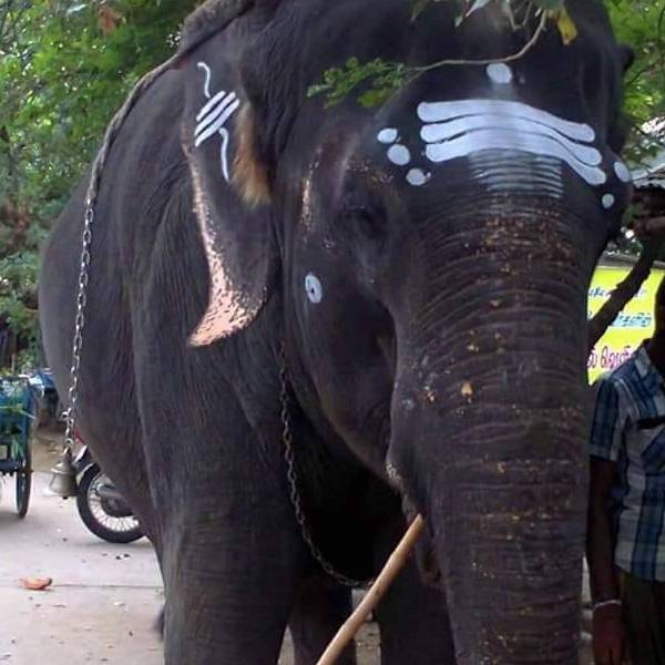யானைக்கு சிகிச்சை பற்றி கேட்ட அமைச்சர்