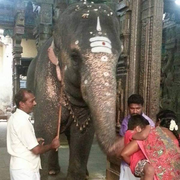 யானைகள் மருத்துவமனை