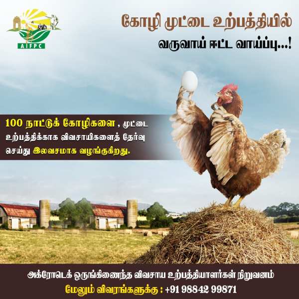 Agrotech company Chicken farming will give sustainable income in villages Agrotech company Chicken farming will give sustainable income in villages