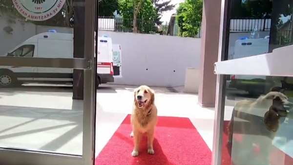 Affection dog waits outside a hospital for her owner Turkey Affection dog waits outside a hospital for her owner Turkey