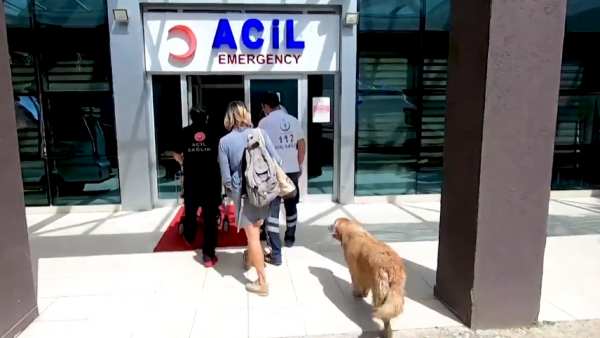 Affection dog waits outside a hospital for her owner Turkey Affection dog waits outside a hospital for her owner Turkey