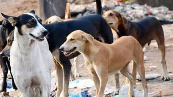 உத்தரகாண்ட்டில்  பேரவலம்..  எரிந்த நிலையில் நதிகளில் கரை ஒதுங்கும் உடல்கள்.. கடித்து குதறும் நாய்கள்