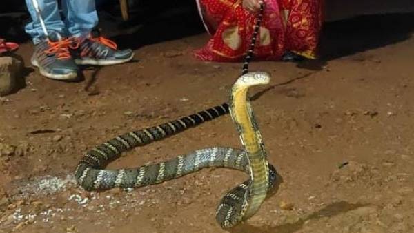 வீட்டு வாசலில் ராஜநாகம்
