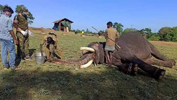 யானைகளுக்கு பரிசோதனை