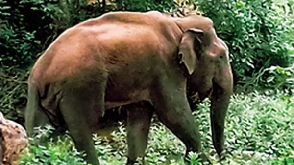 யானை வழித்தடம்