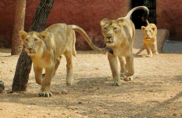 9 சிங்கங்கள்