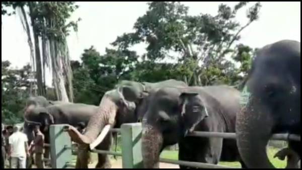 All 29 elephants tested negative for Coronavirus in Mudumalai elephant breeding camp All 29 elephants tested negative for Coronavirus in Mudumalai elephant breeding camp