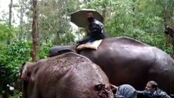 யானை