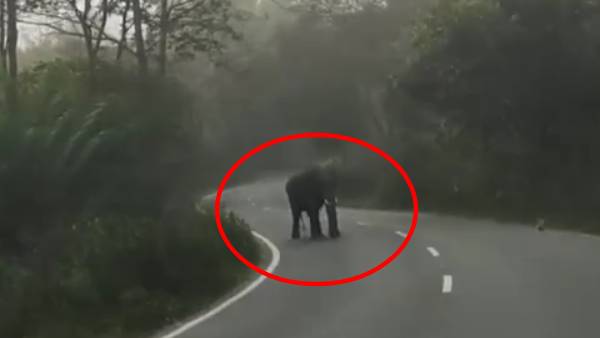 விலங்குகளுக்கு ஜாலி