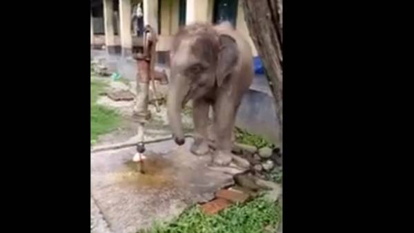 மீட்கப்பட்ட யானைகள்