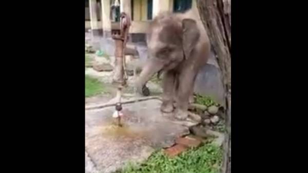 புத்திசாலி குட்டி யானை