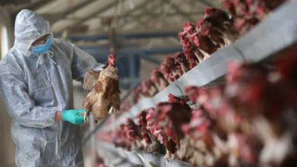 An 11-year-old boy has died at the Delhi AIIMS Hospital due to bird flu An 11-year-old boy has died at the Delhi AIIMS Hospital due to bird flu