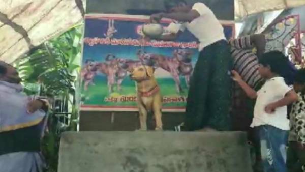 செல்லப்பிள்ளையாக மாறிய நாய்