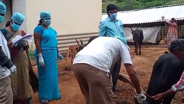 Anthrax disease spreading in Coimbatore forest which takes Elephants life Anthrax disease spreading in Coimbatore forest which takes Elephants life