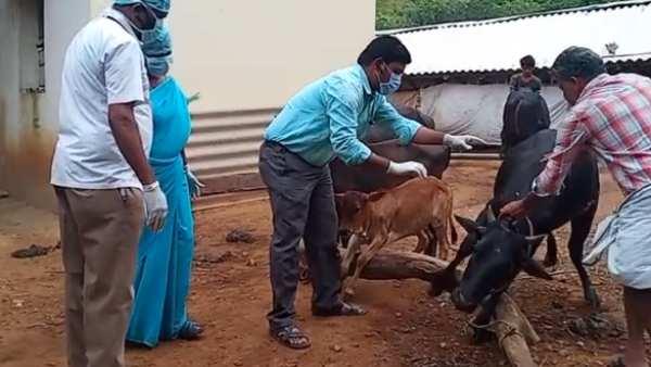 Anthrax disease spreading in Coimbatore forest which takes Elephants life Anthrax disease spreading in Coimbatore forest which takes Elephants life