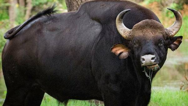 வீட்டுக்குள் விழுந்த காட்டெருமை