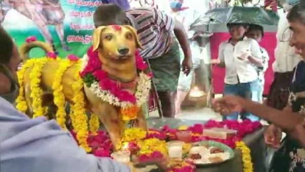 நாய்க்கு வெண்கல சிலை