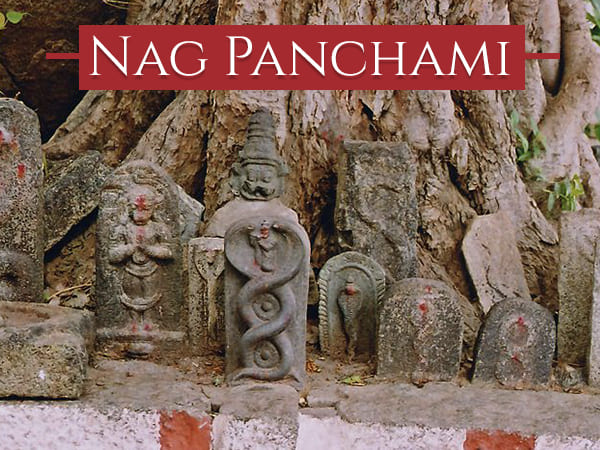 விஷ பாம்புகள்