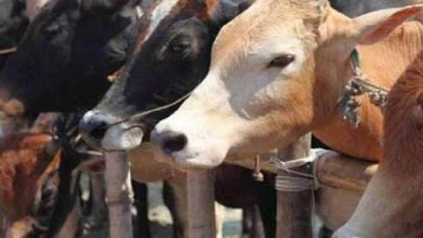 மாட்டிறைச்சி பயன்பாடு