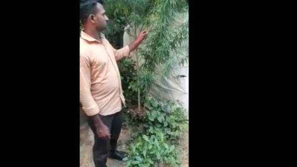 கஞ்சா செடி வளர்த்தேன்