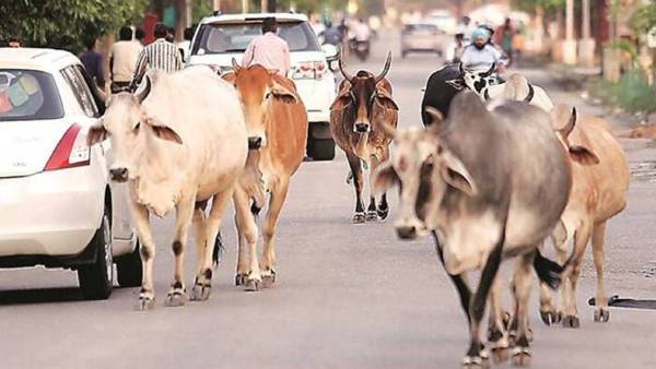 வடகிழக்கில் எதிர்ப்பு