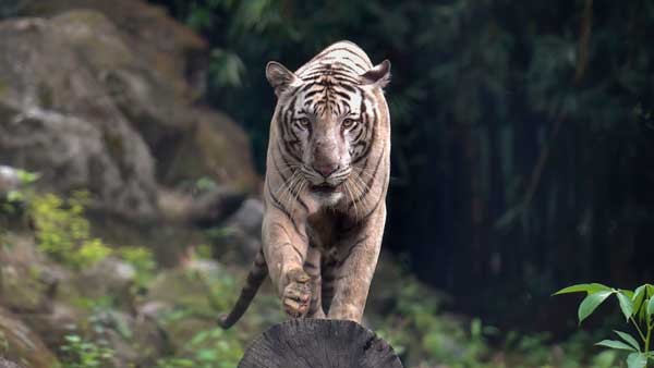 இந்தியாவில் எத்தனை புலிகள்?