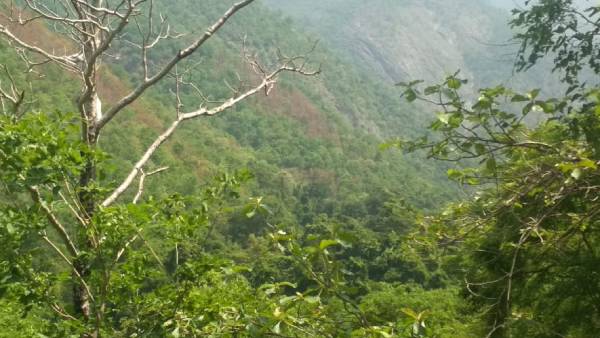 மேற்கு தொடர்ச்சி மலை