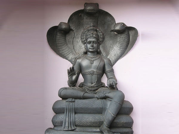 பாம்புகள்