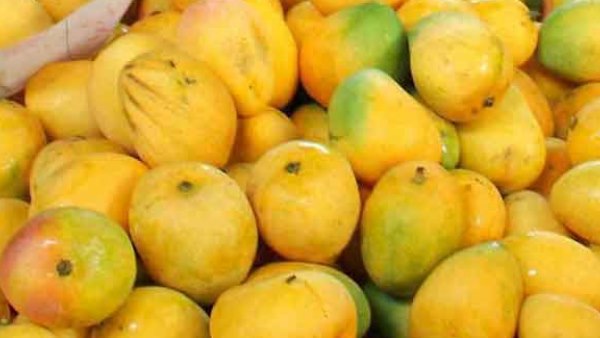 மாம்பழ அறுவடை